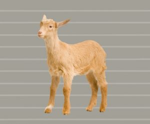 Deborah Niemann - Parasites In Goats